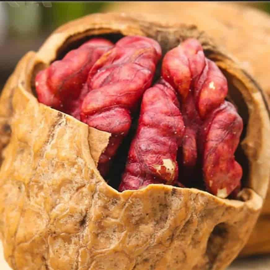 گردوی آمریکایی